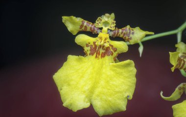 Oncidium sphacelatum orkidesinin yakın çekimi