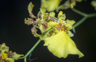 Oncidium sphacelatum orkidesinin yakın çekimi