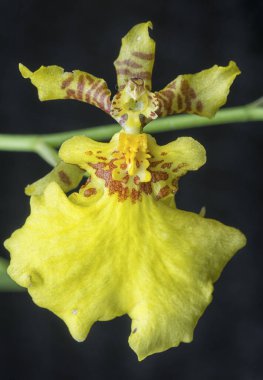 Oncidium sphacelatum orkidesinin yakın çekimi