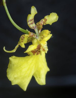 Oncidium sphacelatum orkidesinin yakın çekimi