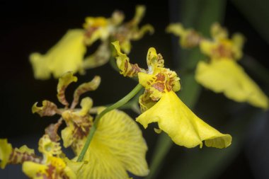 Oncidium sphacelatum orkidesinin yakın çekimi