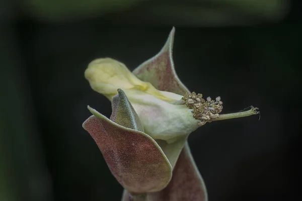 Close Shot Devil Backbone Flower — Stock Photo, Image