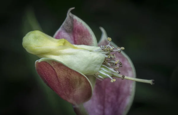 Close Shot Devil Backbone Flower — Stock Photo, Image