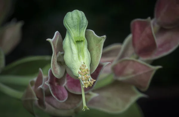 Close Shot Devil Backbone Flower — Stock Photo, Image