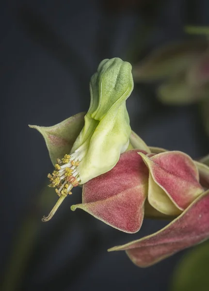 Tiro Cerca Flor Espina Dorsal Del Diablo — Foto de Stock