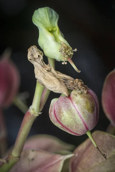 Close Shot Devil Backbone Flower — Stock Photo, Image