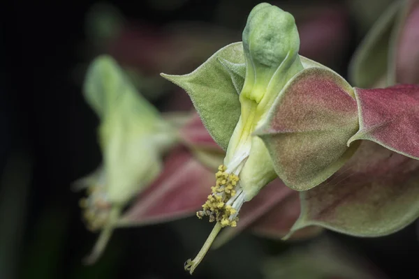 Tiro Cerca Flor Espina Dorsal Del Diablo — Foto de Stock