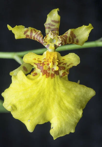 Close Shot Oncidium Sphacelatum Orchid — Stock Photo, Image