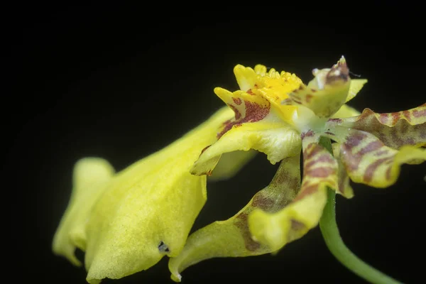 Oncidium Sphacelatum Orkidesinin Yakın Çekimi — Stok fotoğraf