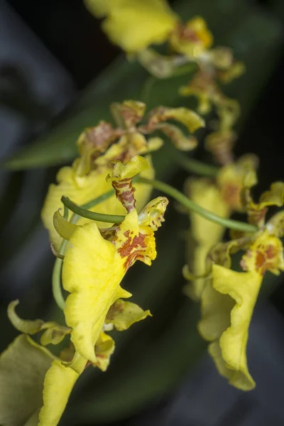 Colpo Vicino Orchidea Oncidium Sphacelatum — Foto Stock