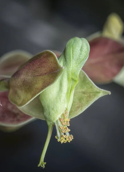 Close Shot Devil Backbone Flower — Stock Photo, Image