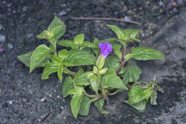 Yol kenarında çimento ve asfalt arasında yetişen yabani Torenia çiçeği