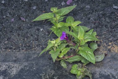 Yol kenarında çimento ve asfalt arasında yetişen yabani Torenia çiçeği