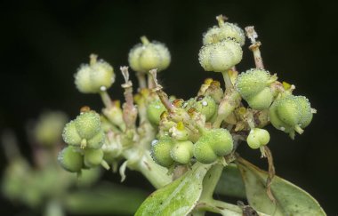 Yağmurdan sonra yabani mutluluk, heterofilla otu. 