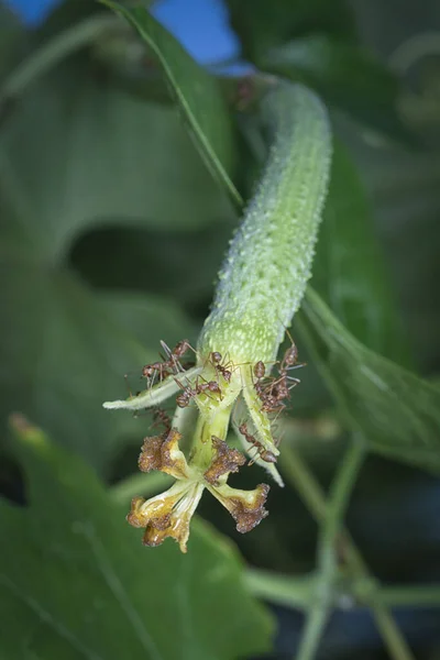 Close Shot Growing Luffa Sponge Gourd Plant — Stock Photo, Image