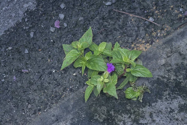 Flor Torenia Selvagem Crescendo Beira Estrada Entre Concreto Asfalto — Fotografia de Stock