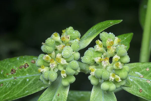 Wild Euphorbia Heterophylla Weed Rain — Stock Photo, Image