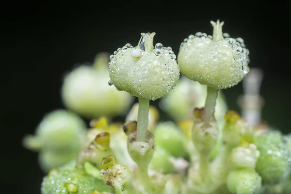 Divoká Euphorbia Heterophylla Plevel Dešti — Stock fotografie