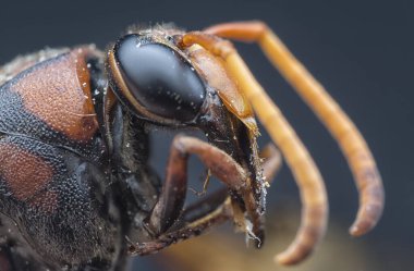 Kırmızı siyah eşekarısının yakın çekimi