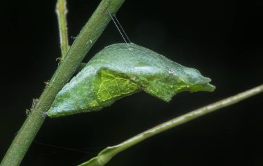 Papilio demoleus pupa 'nın yakın çekimi