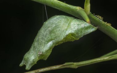 Papilio demoleus pupa 'nın yakın çekimi