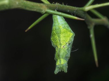 Papilio demoleus pupa 'nın yakın çekimi