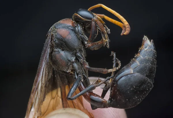 Nahaufnahme Der Roten Schwarzen Hornisse — Stockfoto