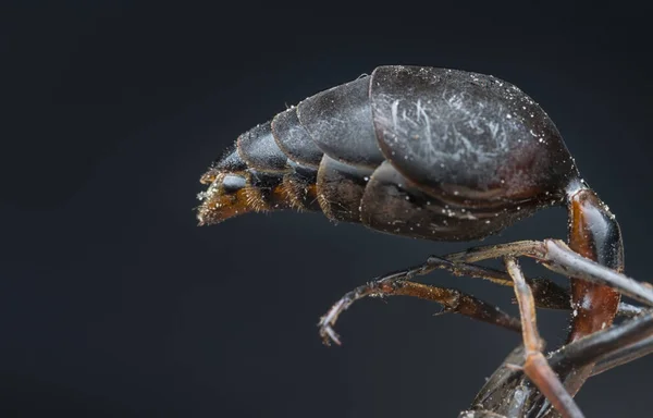 Nahaufnahme Der Roten Schwarzen Hornisse — Stockfoto