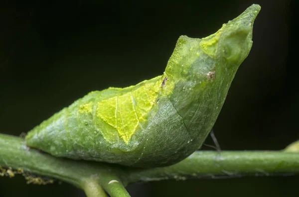 Tiro Perto Papilio Demoleus Pupa — Fotografia de Stock