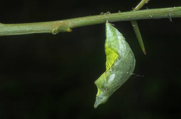 Tiro Perto Papilio Demoleus Pupa — Fotografia de Stock