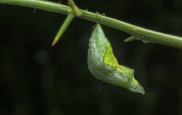 Tiro Perto Papilio Demoleus Pupa — Fotografia de Stock
