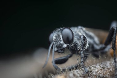 Rudy kuyruklu eşekarısının yakın çekimi