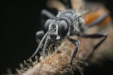 Rudy kuyruklu eşekarısının yakın çekimi