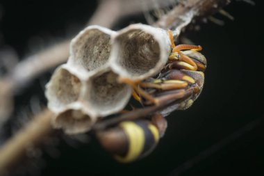 Yaban arısını yakın plan çek.