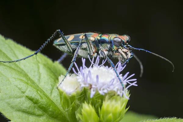 Chiudere Con Scarabeo Tigre — Foto Stock