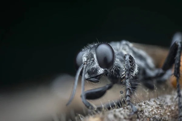 Close Shot Rudy Tailed Wasp — Stock Photo, Image