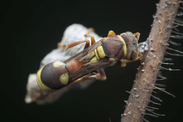 Nahaufnahme Einer Papierwespe — Stockfoto