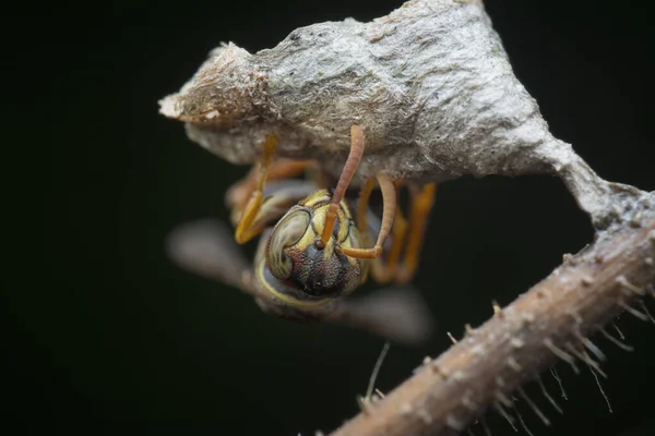 Nahaufnahme Einer Papierwespe — Stockfoto