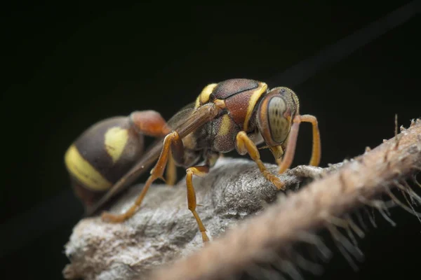 Primer Plano Disparo Abeja Avispa Papel — Foto de Stock