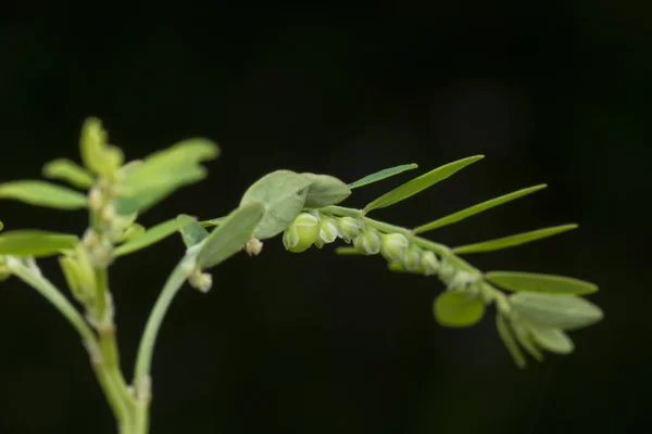 Tiro Perto Phyllanthus Urinaria Planta — Fotografia de Stock