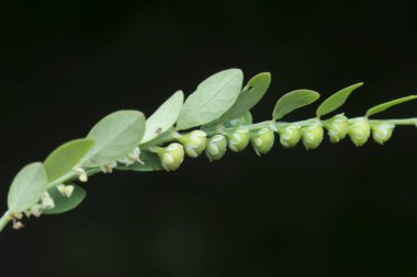 Phyllanthus idrar bitkisine yakın çekim