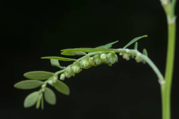 Plano Cercano Phyllanthus Urinaria Planta — Foto de Stock