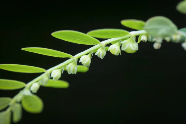 Zblízka Záběr Rostliny Phyllanthus Urinaria — Stock fotografie