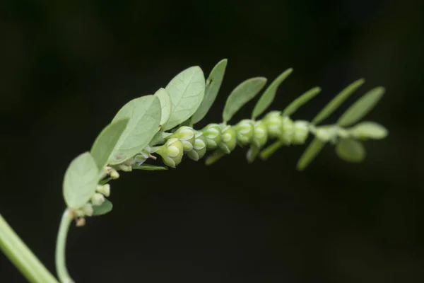 Bliskie Ujęcie Rośliny Phyllanthus Urinaria — Zdjęcie stockowe