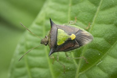 close shot of green spined soldier stinkbug clipart