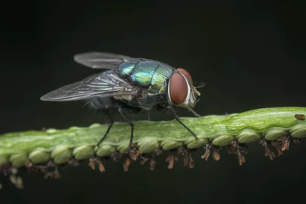 Tiro Cerca Mosca Botella Azul —  Fotos de Stock