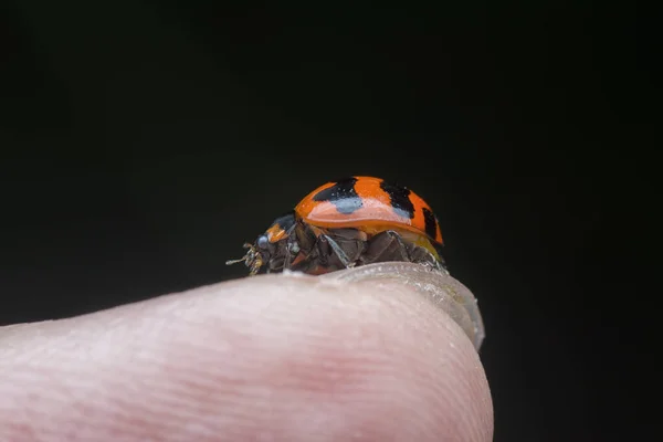 Close Shot Van Kleine Aziatische Lieveheersbeestje — Stockfoto