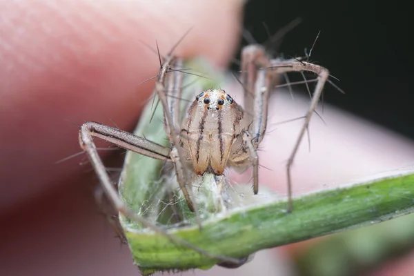 Κοντινό Πλάνο Της Θηλυκής Αράχνης Λύγκας — Φωτογραφία Αρχείου