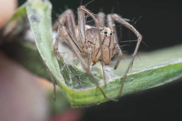 Tiro Cercano Araña Lince Hembra — Foto de Stock