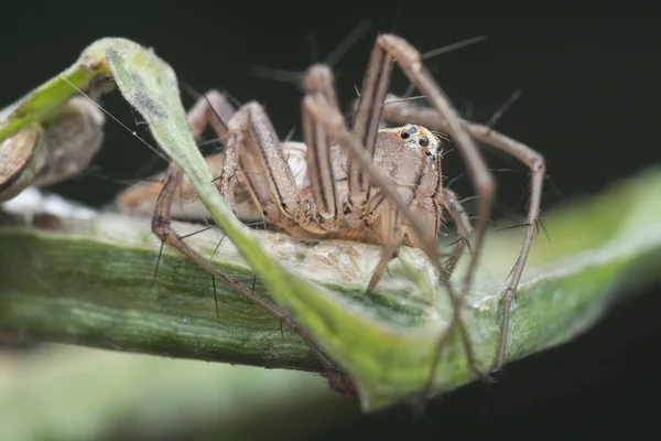 Close Shot Female Lynx Spider — Stock Photo, Image